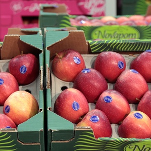 Fruits